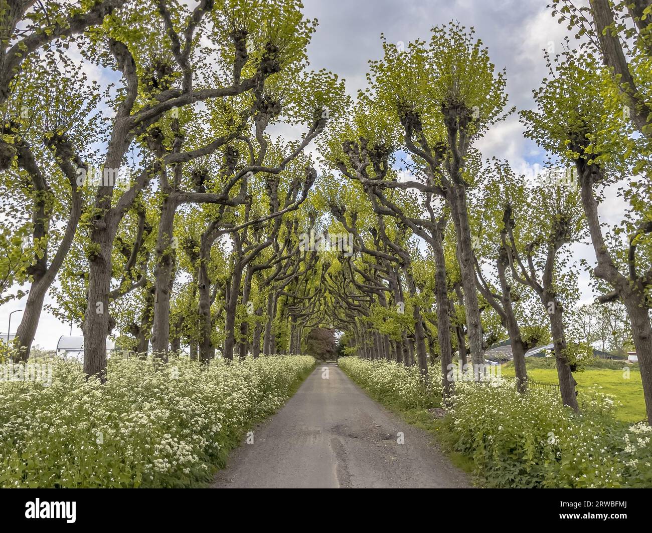 Tilia Linden Trees with cow Parsley flower (Anthriscus sylvestris) and garlic mustard (Alliaria petiolata) along old Avenue lane in Groninge Province, Stock Photo