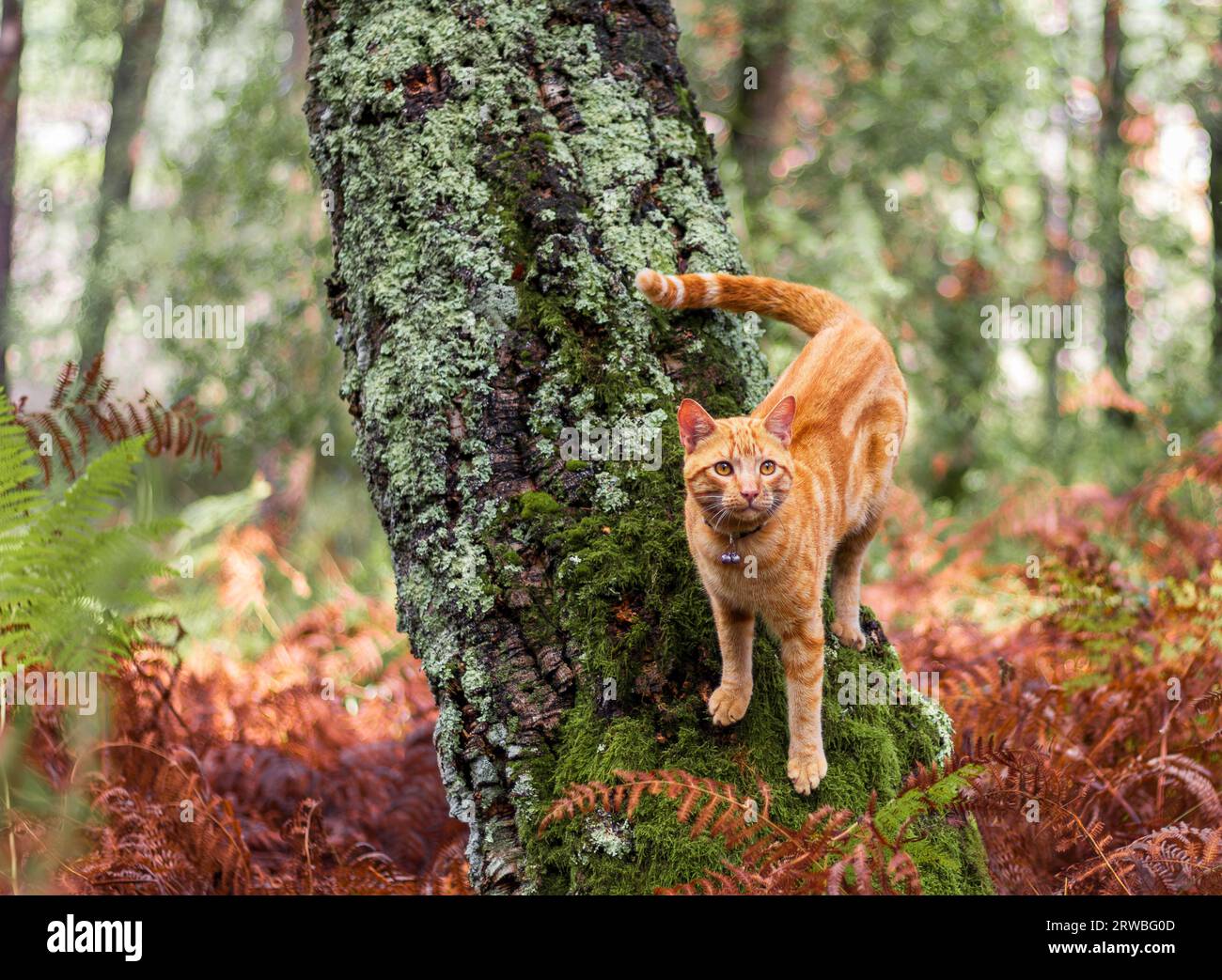 Ginger cat explores autumn woodland Stock Photo