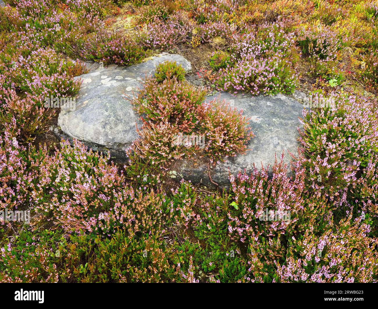 A gritstone boulder surrounded by heather in flower on moorland above Guise Cliff near Pateley Bridge Nidderdale North Yorkshire England Stock Photo