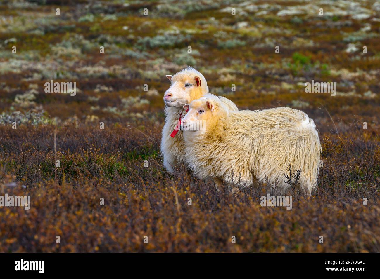 Spelsauer hi-res stock photography and images - Alamy