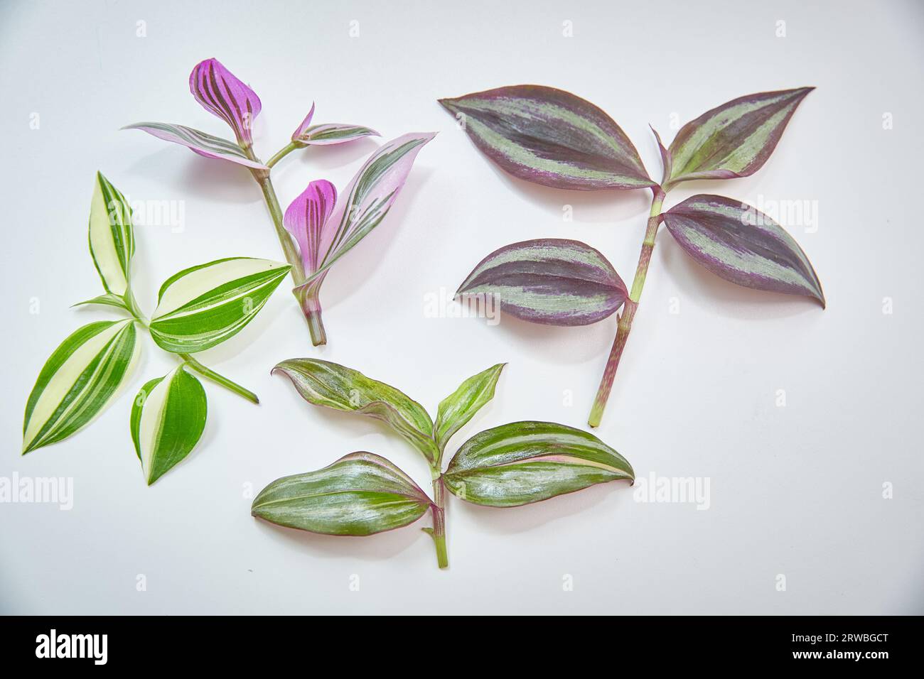 A set of slices of houseplants of tradescantia of different varieties Stock Photo