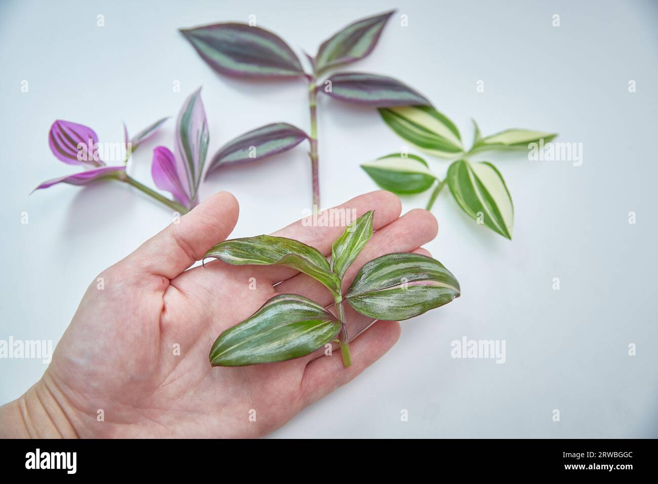 A set of slices of houseplants of tradescantia of different varieties. Thai quadricolor in the foreground Stock Photo