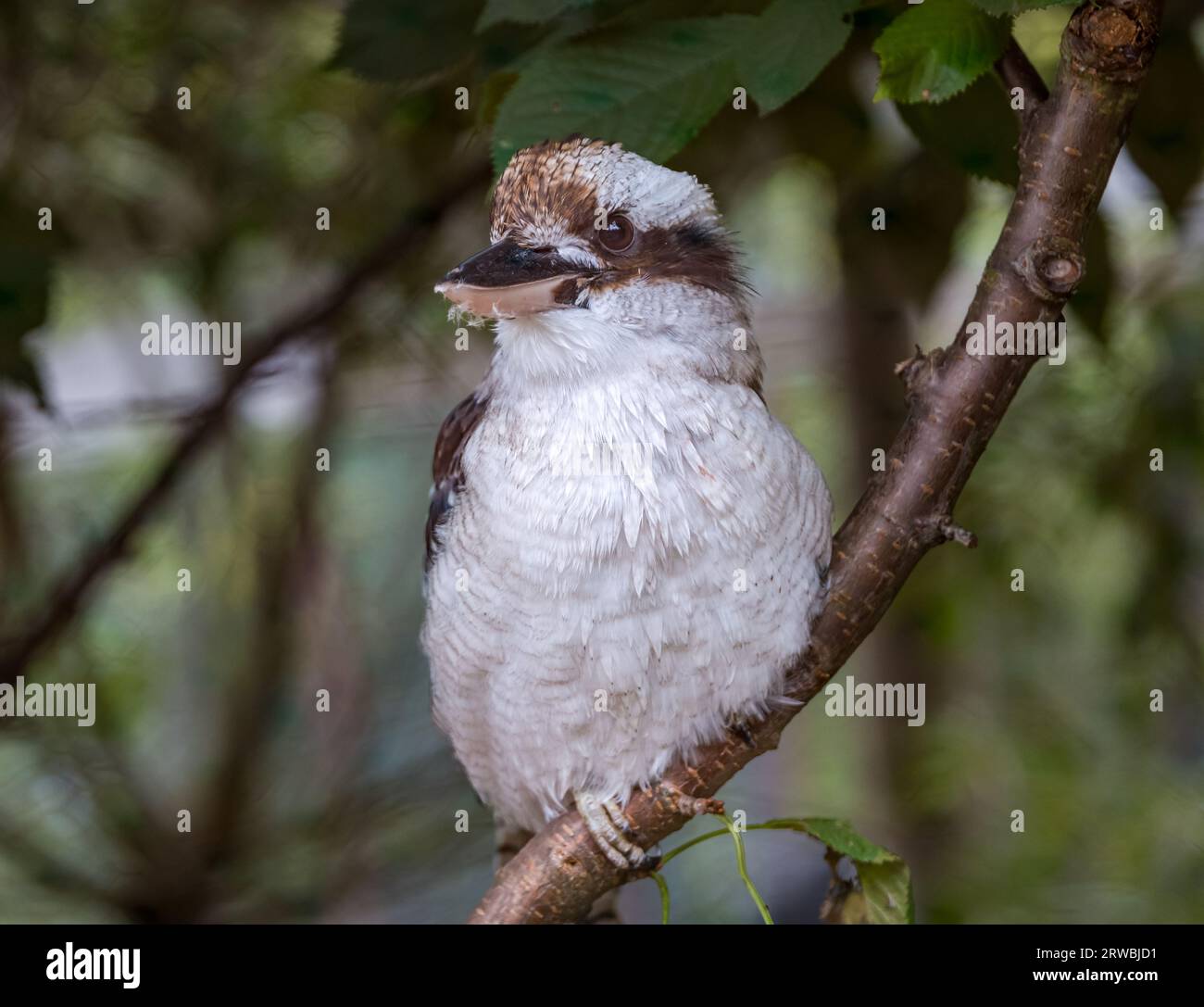 Close up of Kkokaburra (Dacelo novaeguineae) perched on branch, Bird Garden, Scotland, Oxton, Scotland, UK Stock Photo