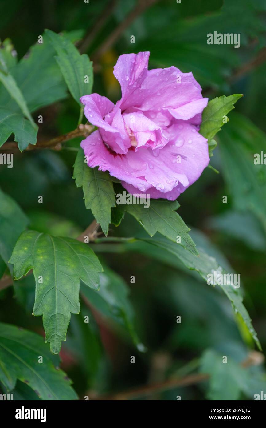 Hibiscus syriacus Souvenir de Charles Breton, rose mallow, lilac-pink to purple flowers Stock Photo