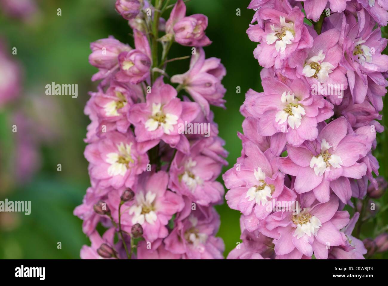 Delphinium elatum Delphina Rose White Bee, Dwarf Delphinium, dusky pink flowers Stock Photo