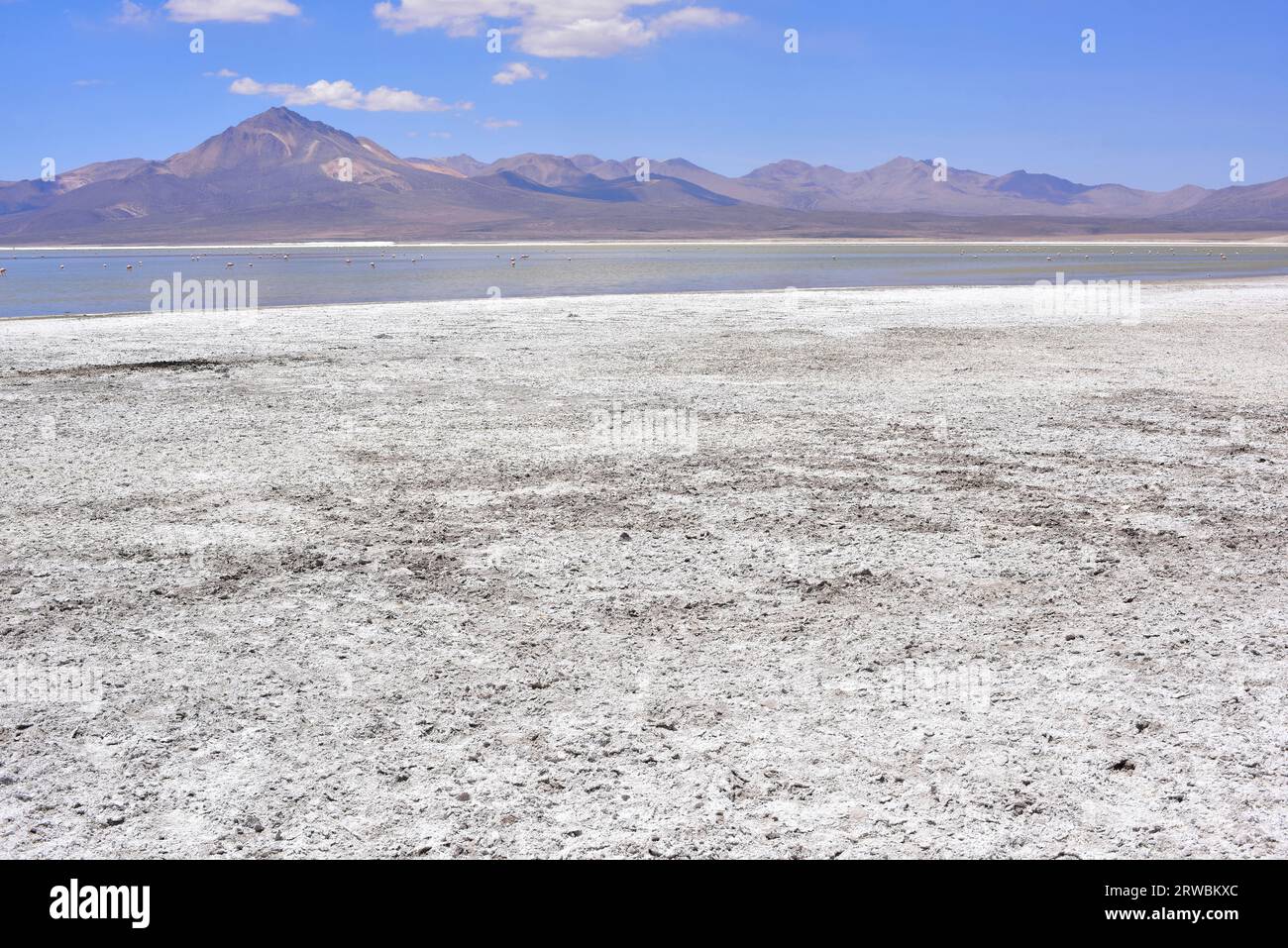 Salar de Surire Natural Monument. Norte Grande de Chile Stock Photo Alamy
