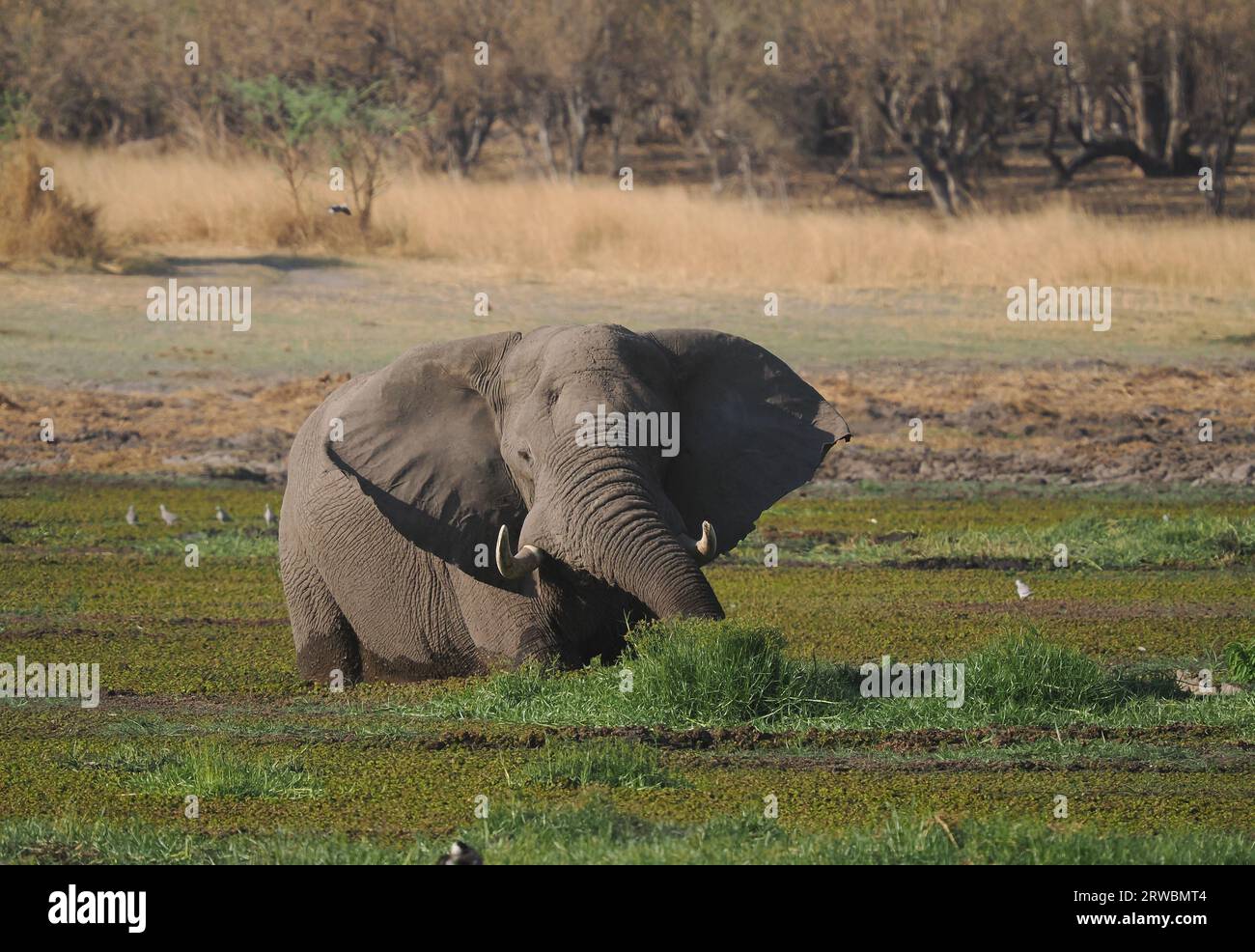 Bull African Elephant, feeding in one of the few remaining watering