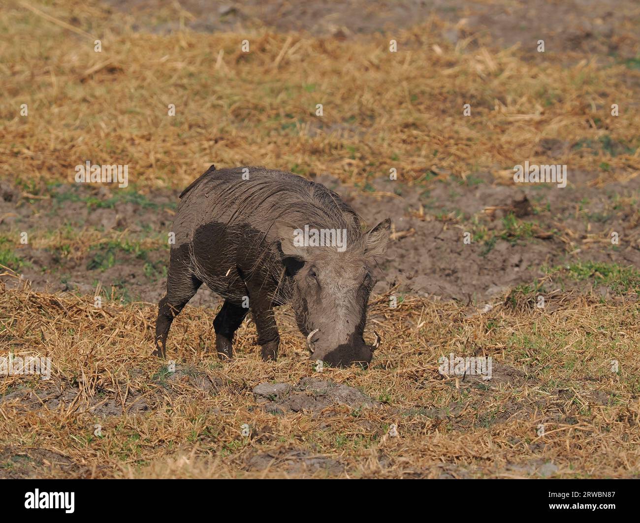 Warthogs have pads on their knees which they use when feeding. Stock Photo