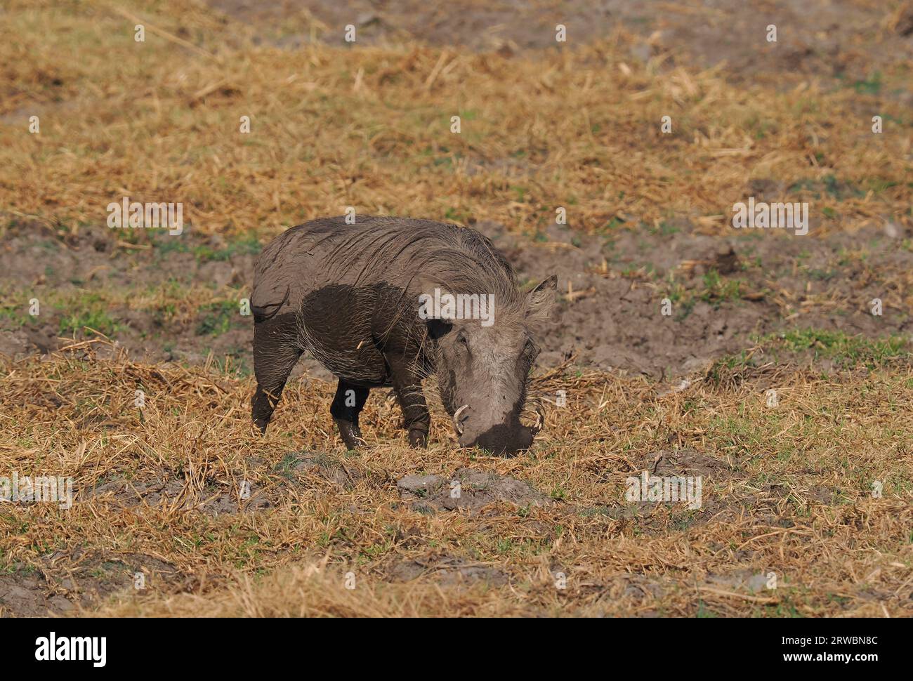 Warthogs have pads on their knees which they use when feeding. Stock Photo