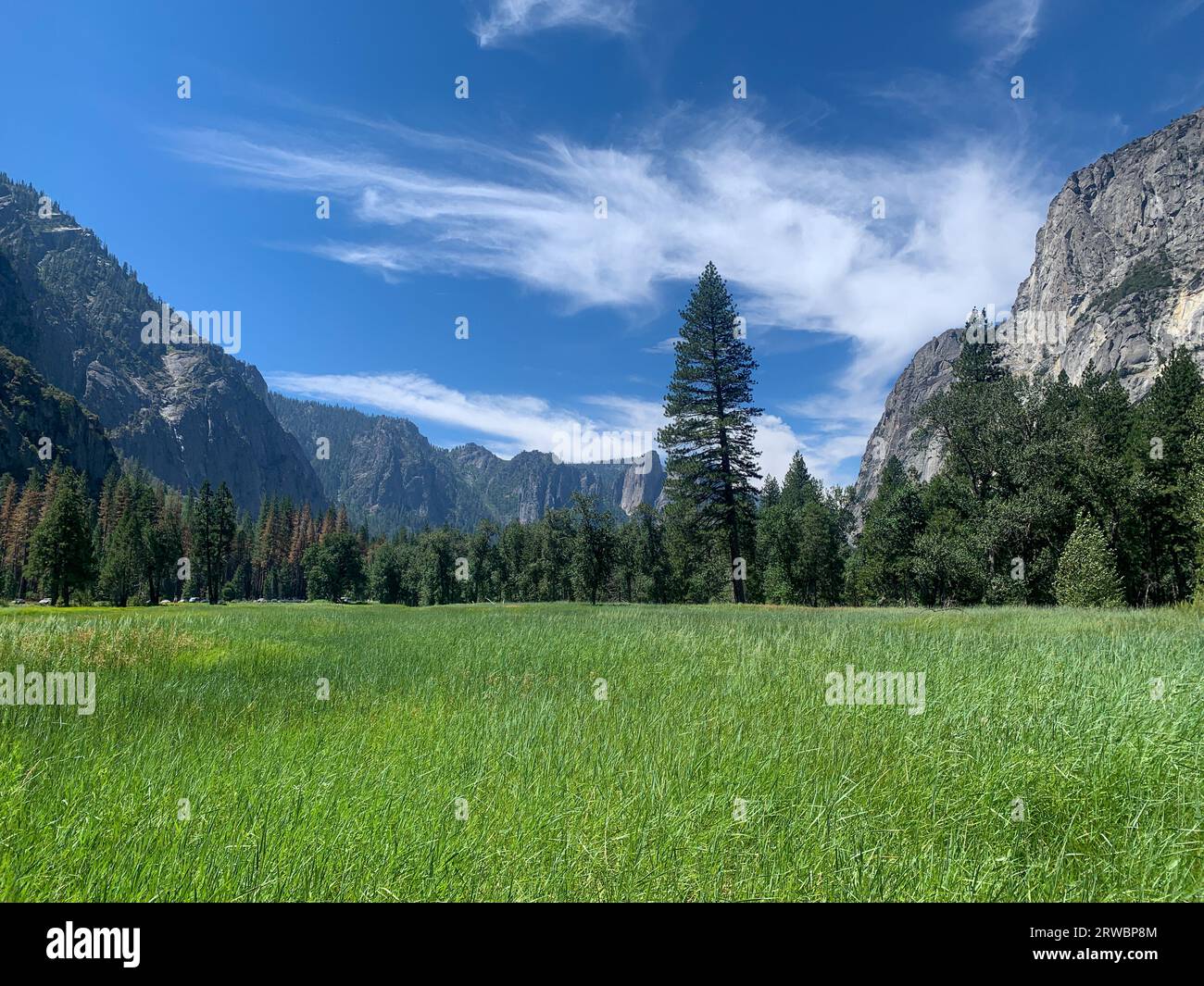 Yosemite Valley - Untouched meadow surrounded by coniferous trees, mountains, and serene skies. Stock Photo