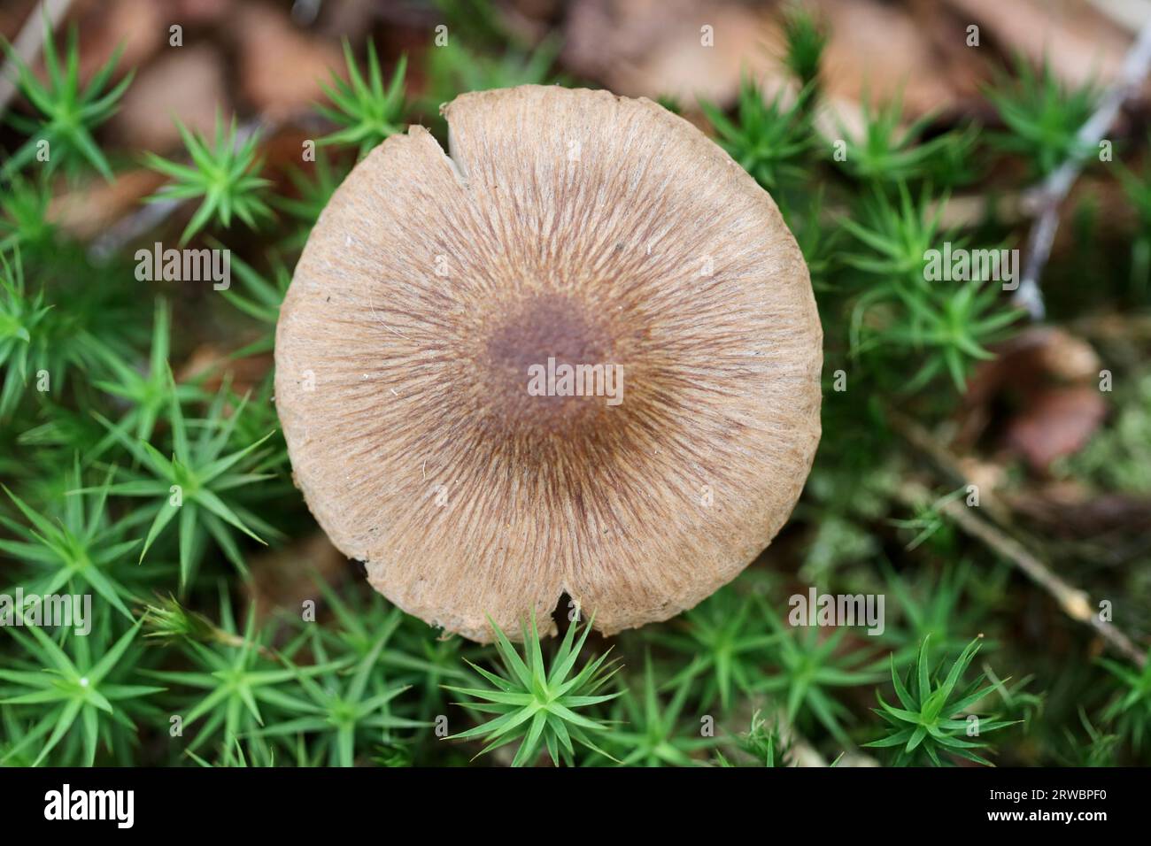 A species of Inocybe mushroom, characterised by their fibrous cap cuticle, giving rise to the common name for this genus of Fibrecap Stock Photo