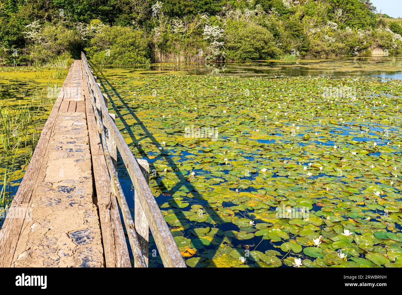 Evening light on Bosherston Lily Ponds, part of Stackpole National ...