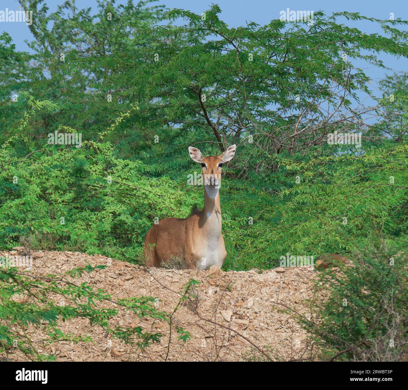 Indian wildlife nilgai hires stock photography and images Alamy