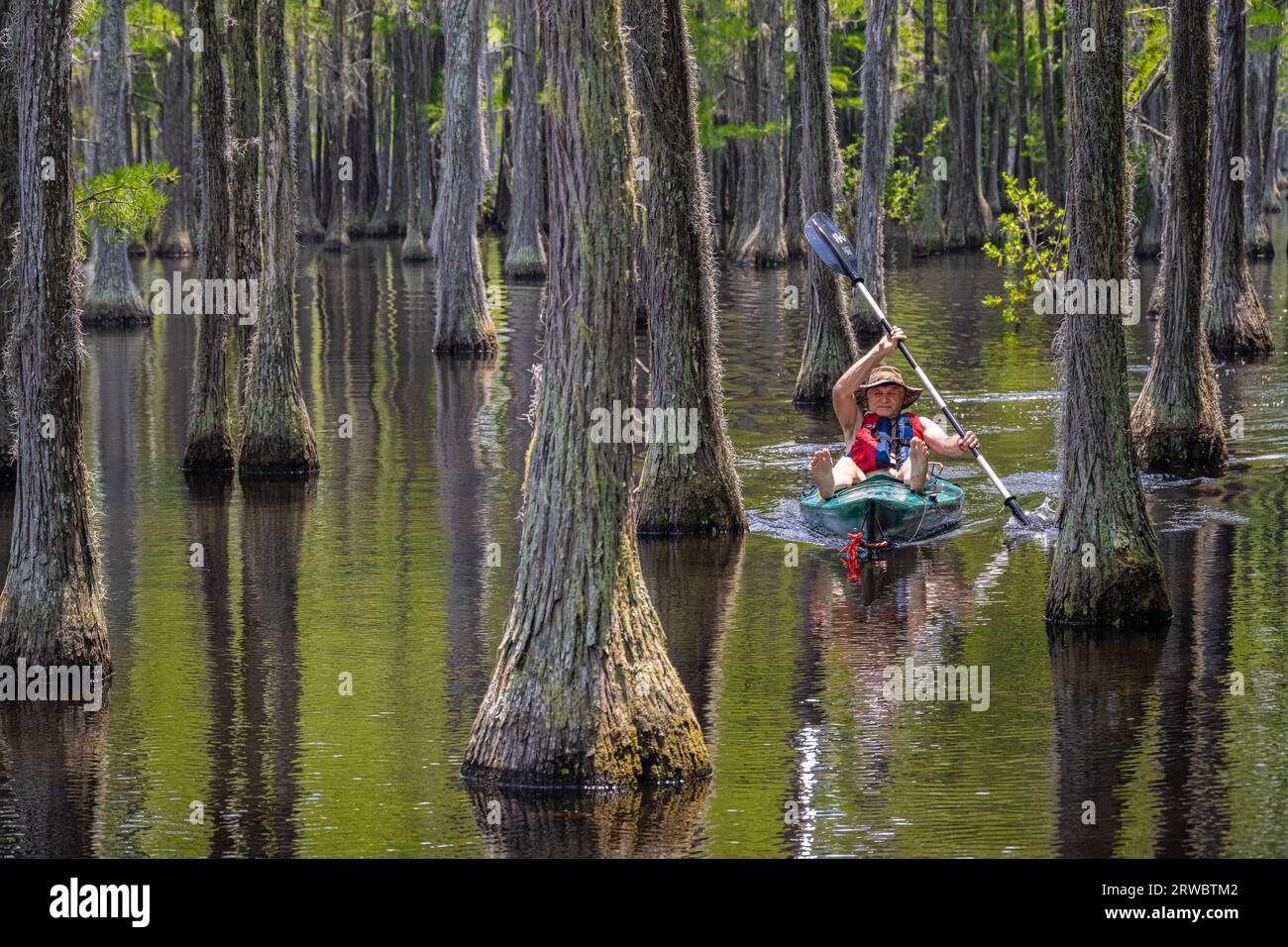 Senior kayaker paddling through a submerged Cypress forest at George Smith State Park in Twin City, Georgia. (USA) Stock Photo