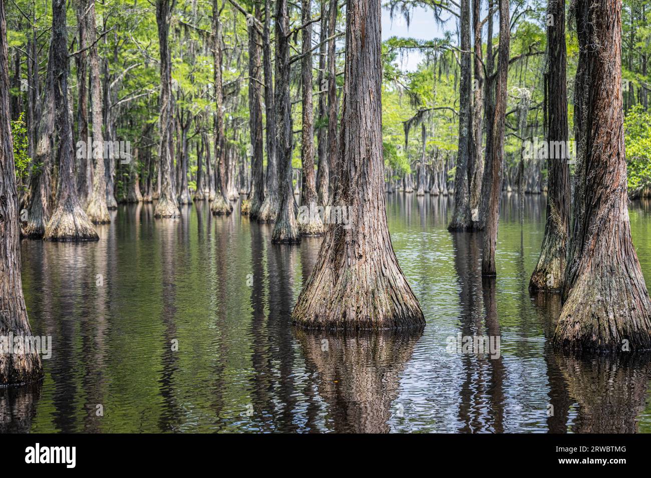 Submerged cypress forest at L. Smith II State Park, popular for