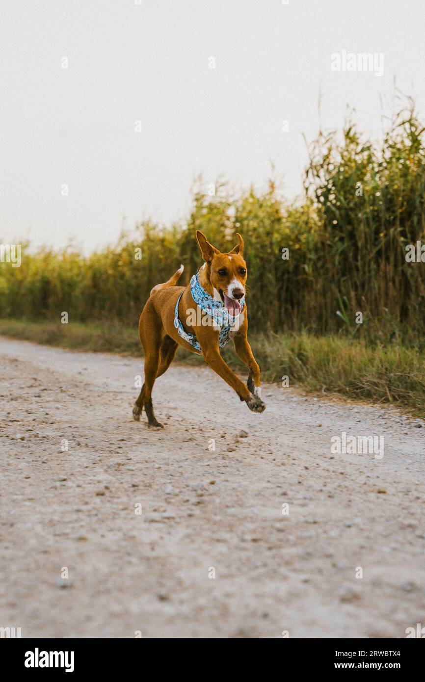 Charming brown dog in blue collar running on a dirt track in the middle of the rice field against a cloudy sky Stock Photo