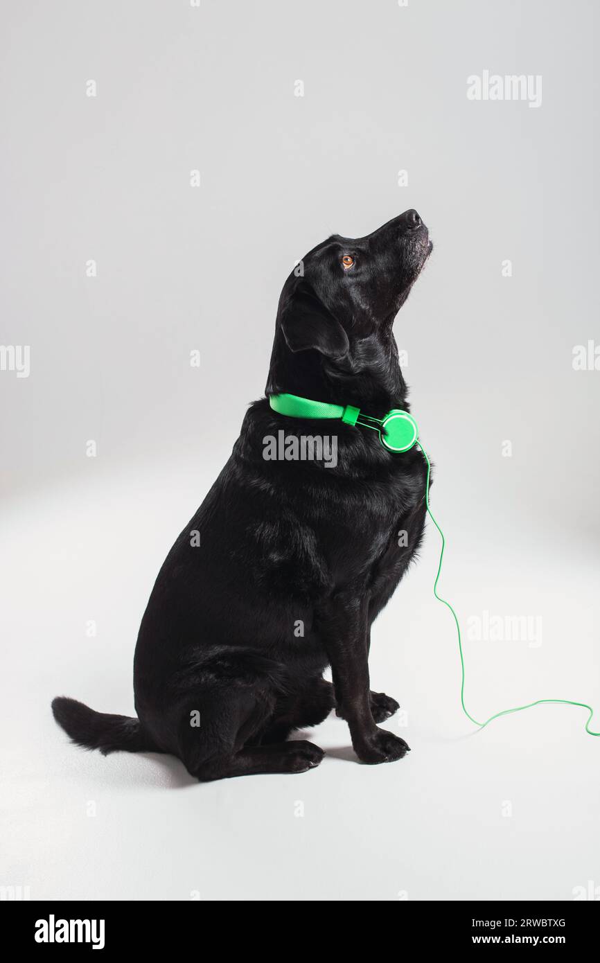 Side view of black Labrador Retriever dog with green headphone sitting on white surface and looking up Stock Photo
