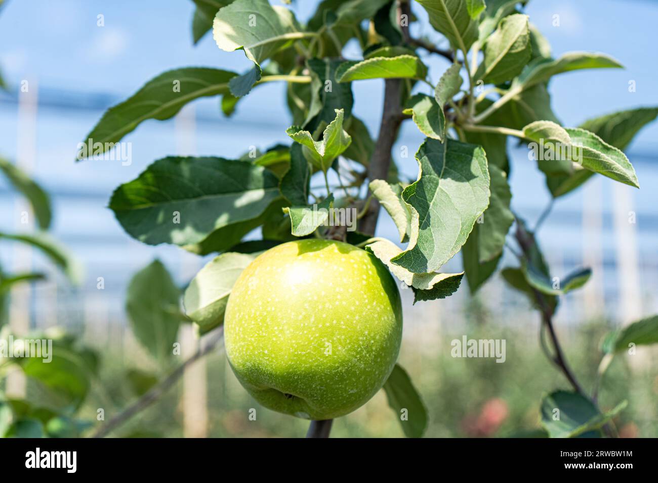 Granny Smith apple variety in the orchard ready to be harvested against blurred background Stock Photo