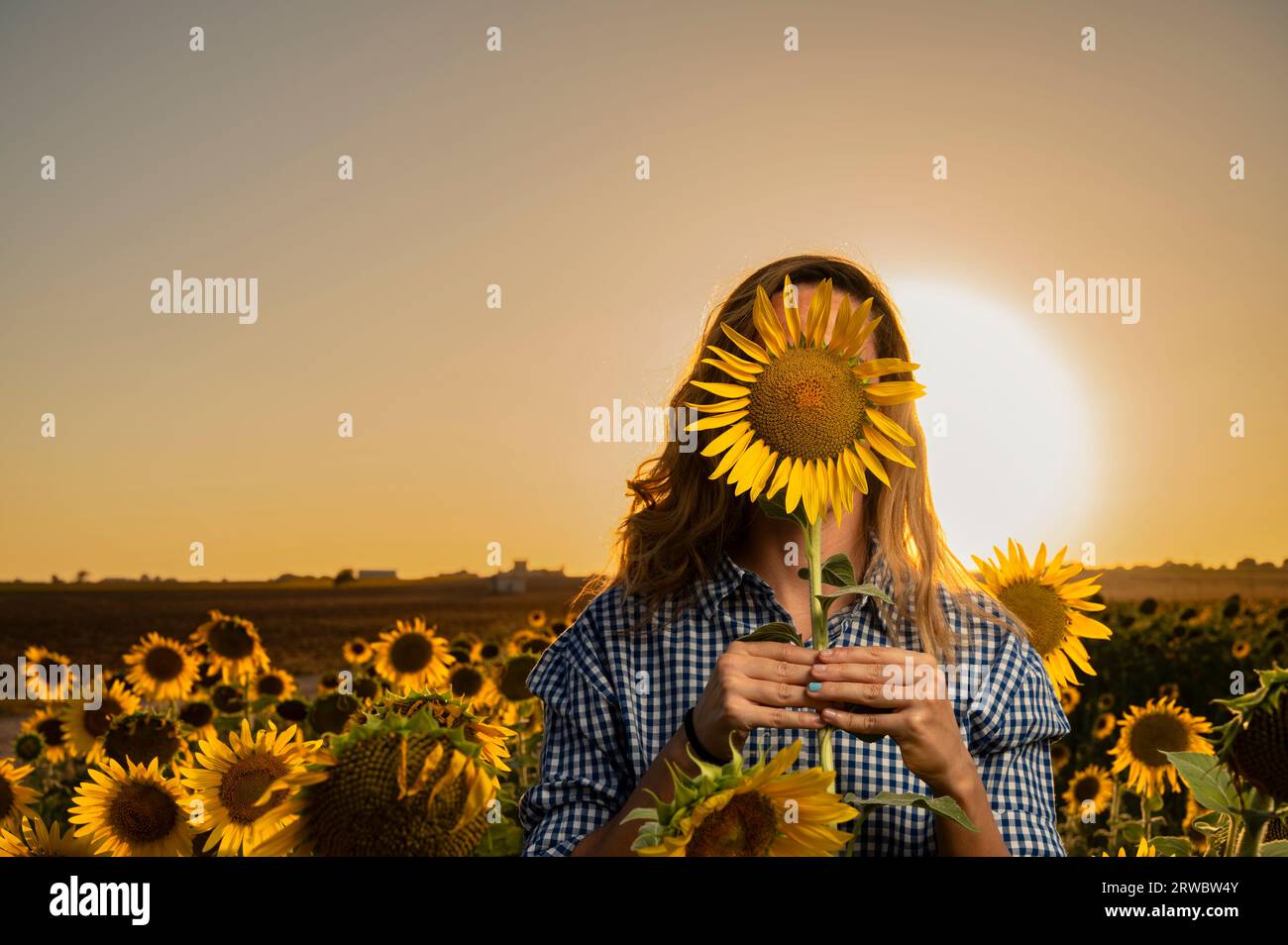 Unrecognizable female in checkered clothes covering face with sunflower while standing in field under sunset sky Stock Photo