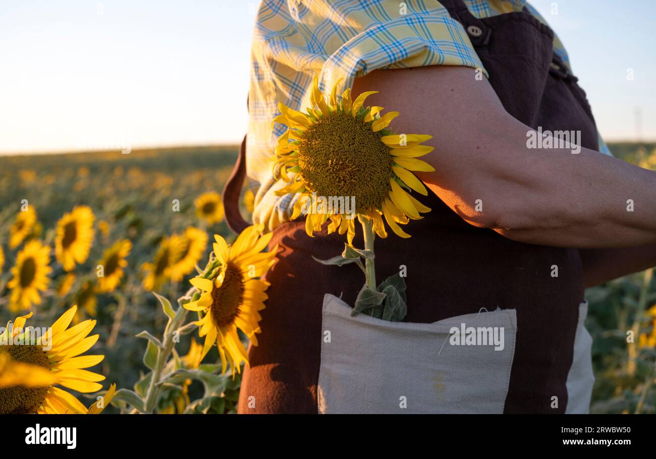 Cropped side view of unrecognizable woman in apron with sunflower in pocket standing in field Stock Photo