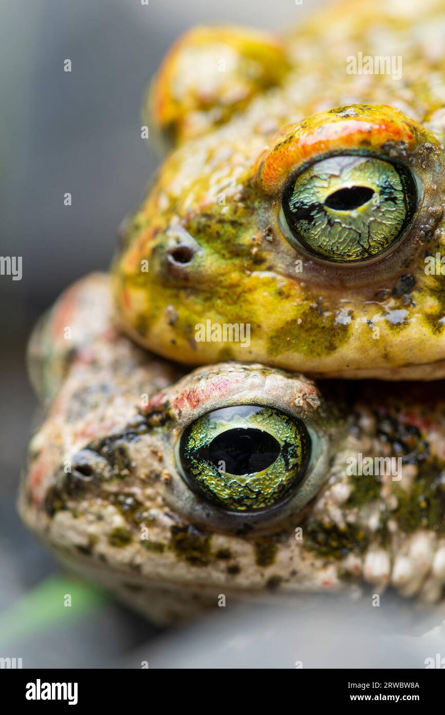 Colorful toads sitting on one another on blurred background Stock Photo ...