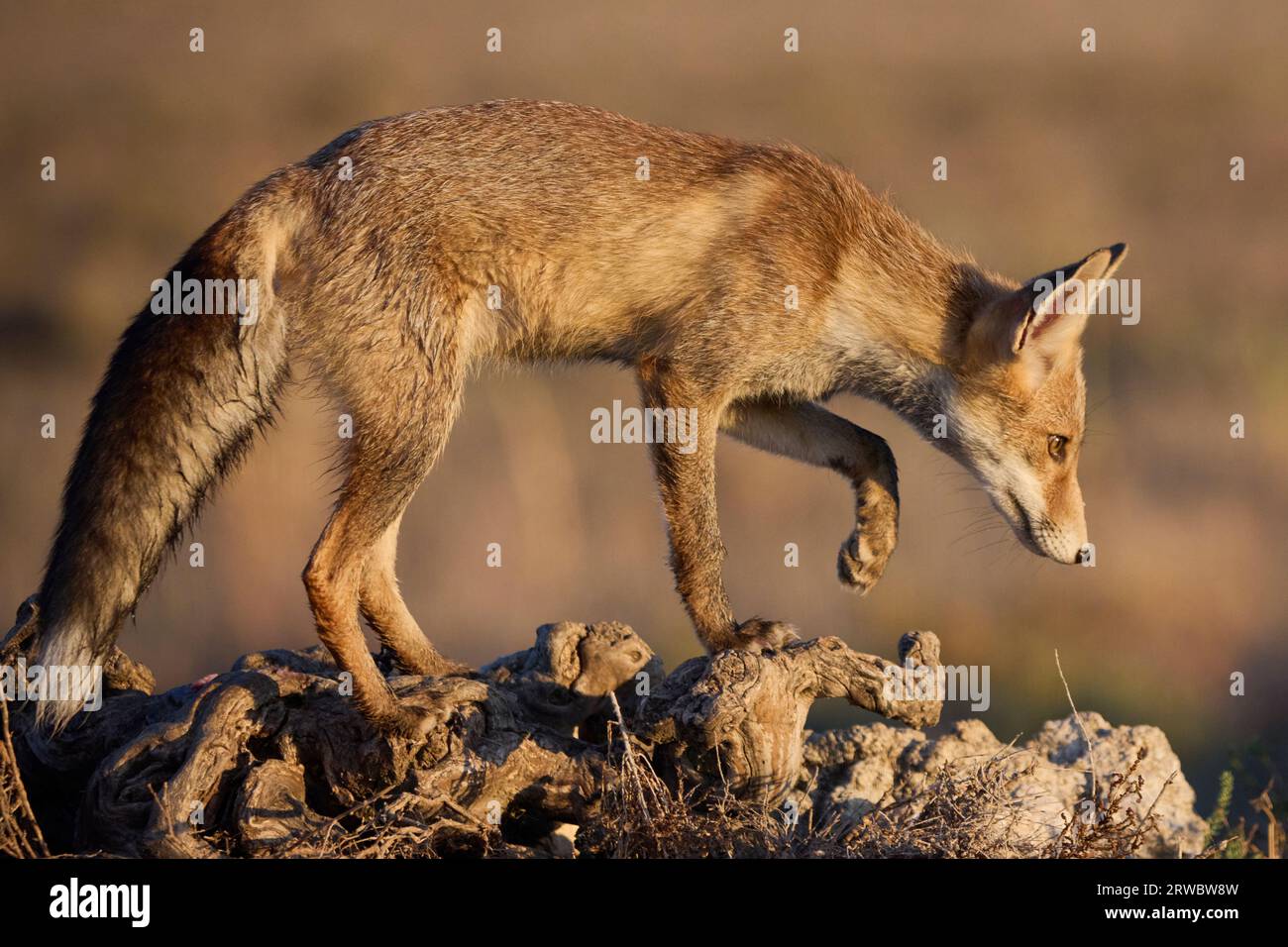 Wild Vulpes Vulpes fox with brown fur walking in forest and looking down against blurred background Stock Photo