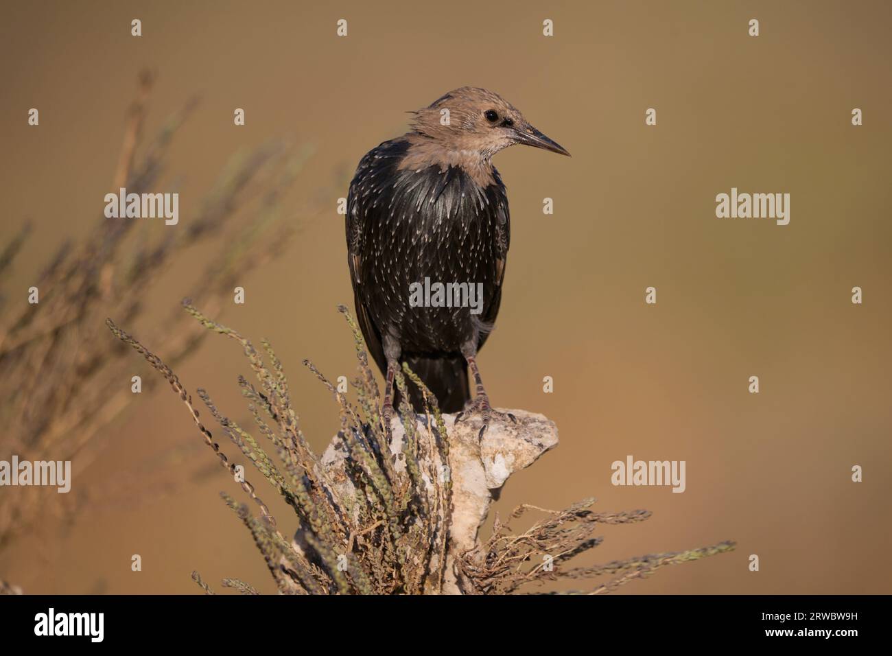 Black wild starling bird sitting on stone in a field on sunny summer day in nature in blurred background Stock Photo
