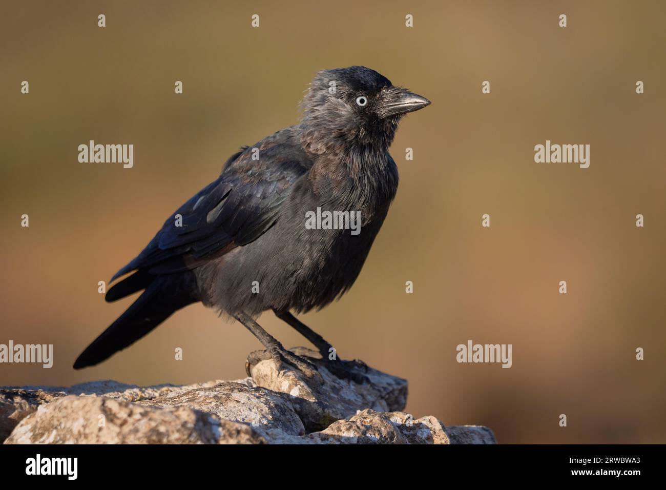 Side view of wild black jackdaw bird with blue eye on stone against blurred background Stock Photo