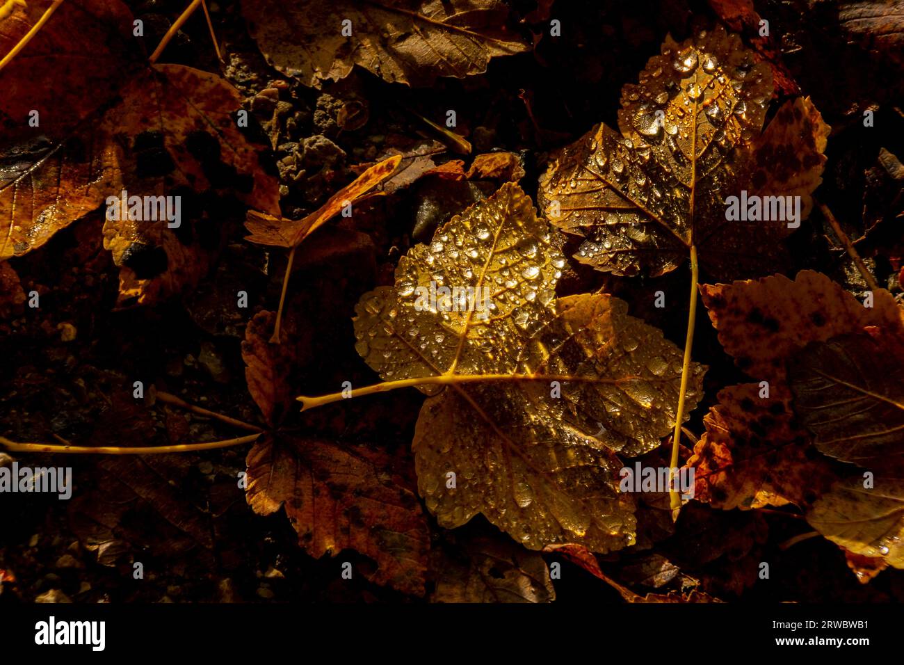 From above full frame background of dry golden leaves on ground covered with raindrops in sunlight Stock Photo