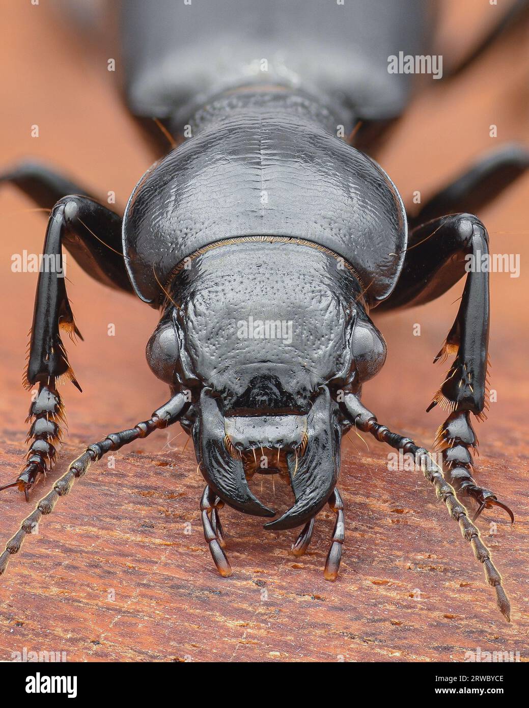 Portrait of a black and shiny Ground Beetle, standing on bark (Broscus cephalotes) Stock Photo