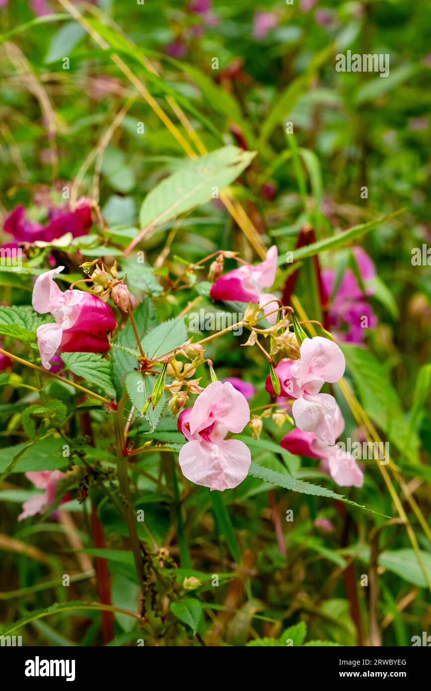 Wonderful wildflower Himalayan balsam, impatiens glandulifera Royle, from the family Balsaminaceae. Stock Photo