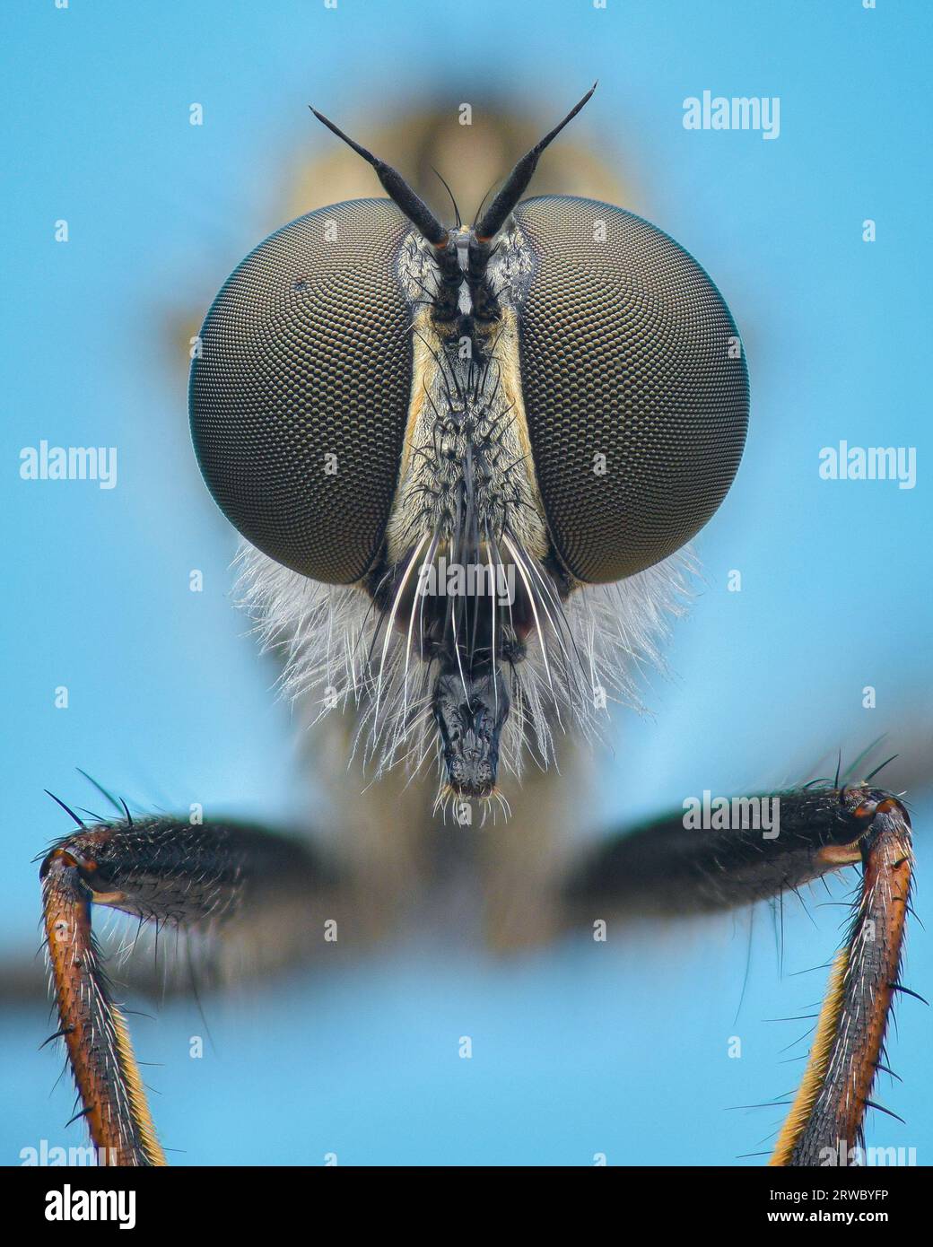 Symmetrical portrait of a Kite-Tailed Robberfly with large compound eyes, blue background (Tolmerus atricapillus) Stock Photo