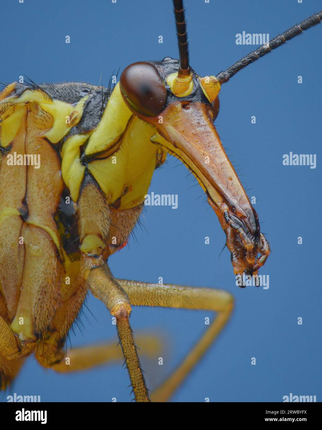 Profile view of a yellow scorpion fly with mouthparts at the end of a beak-like projection on the head, blue background (Panorpa sp.) Stock Photo