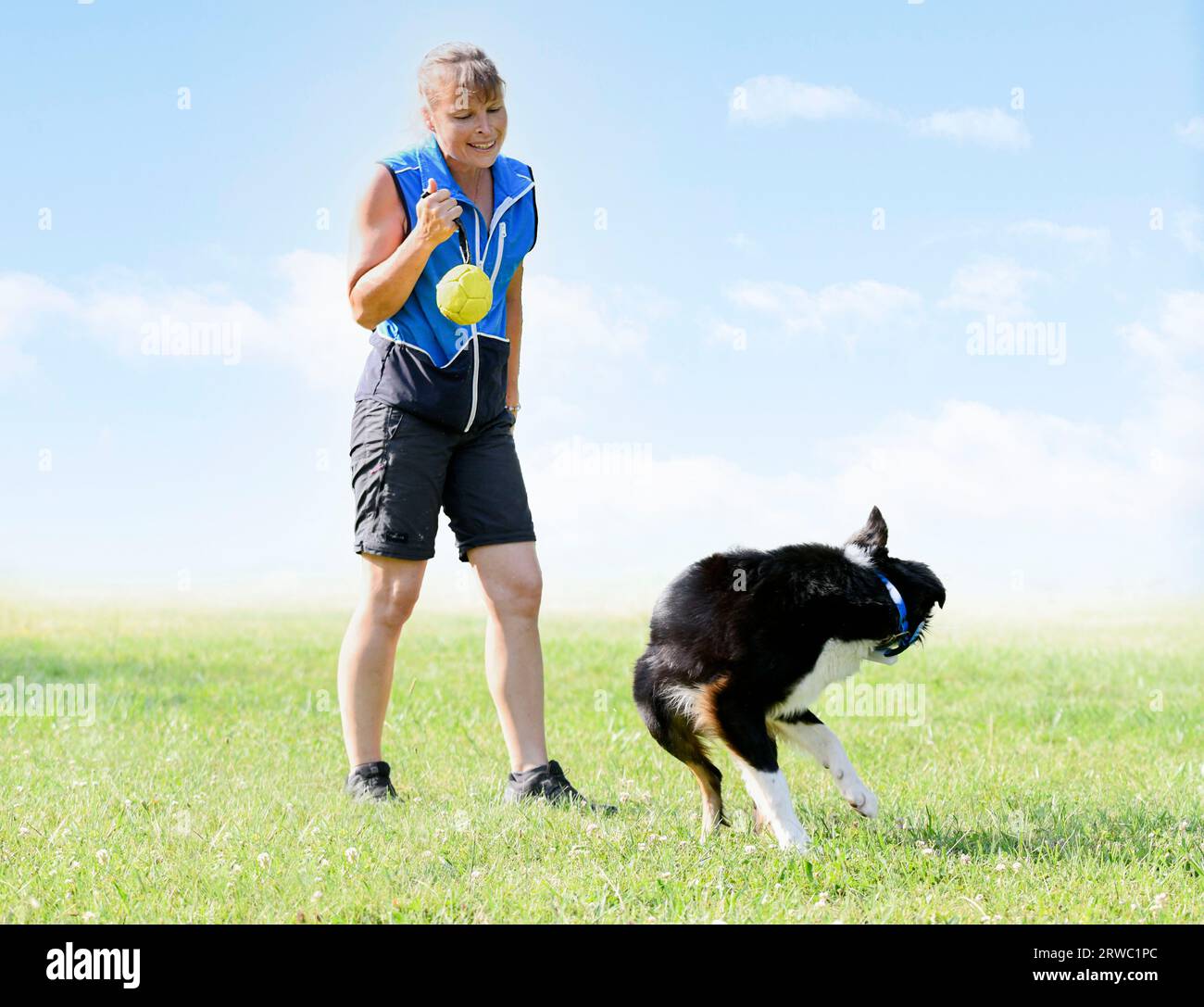 dog training for obedience with a border collie discipline in the