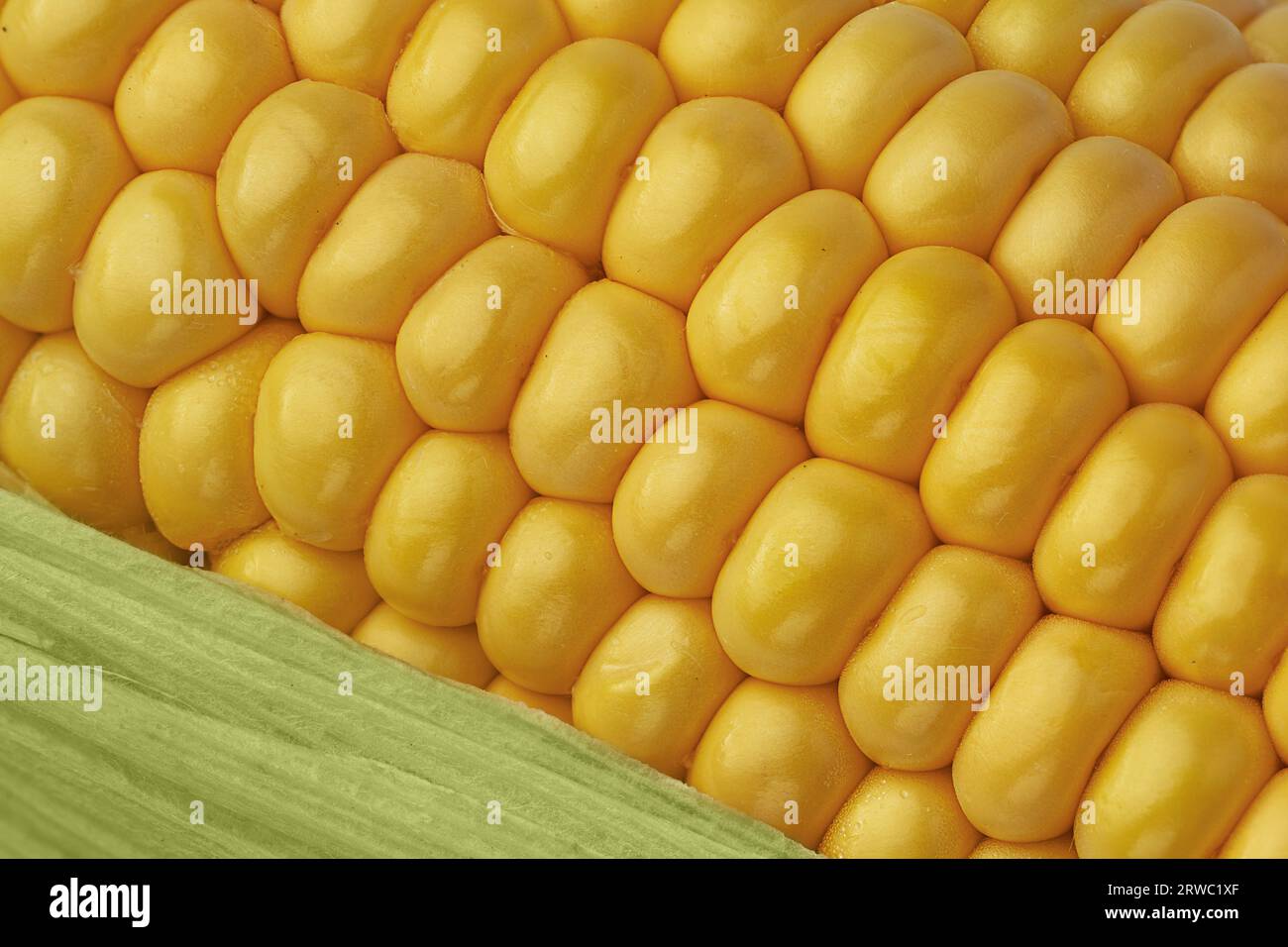 Sweet corncob background. Corn ears texture closeup. Macrophotography ...