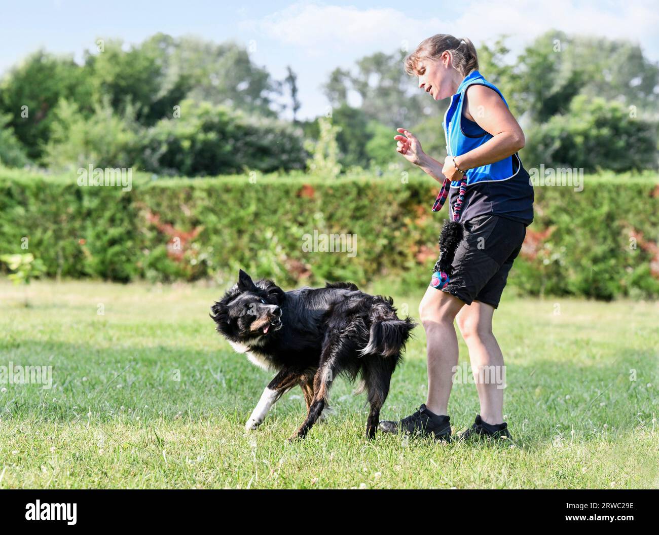 dog training  for obedience with a border collie discipline in the nature Stock Photo