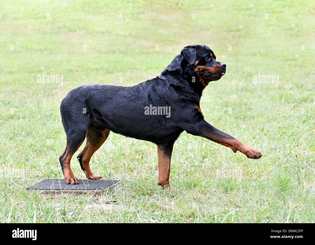 dog training  for obedience discipline with a rottweiler Stock Photo