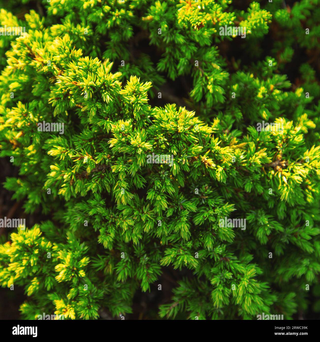 Low growing juniper in the tundra, view from above. Natural background. Stock Photo
