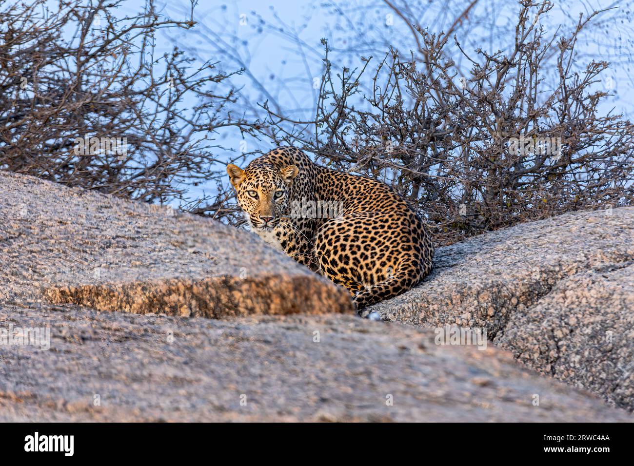 Crouching Leopard at Bera, Jawai Bandh, Rajasthan, India Stock Photo