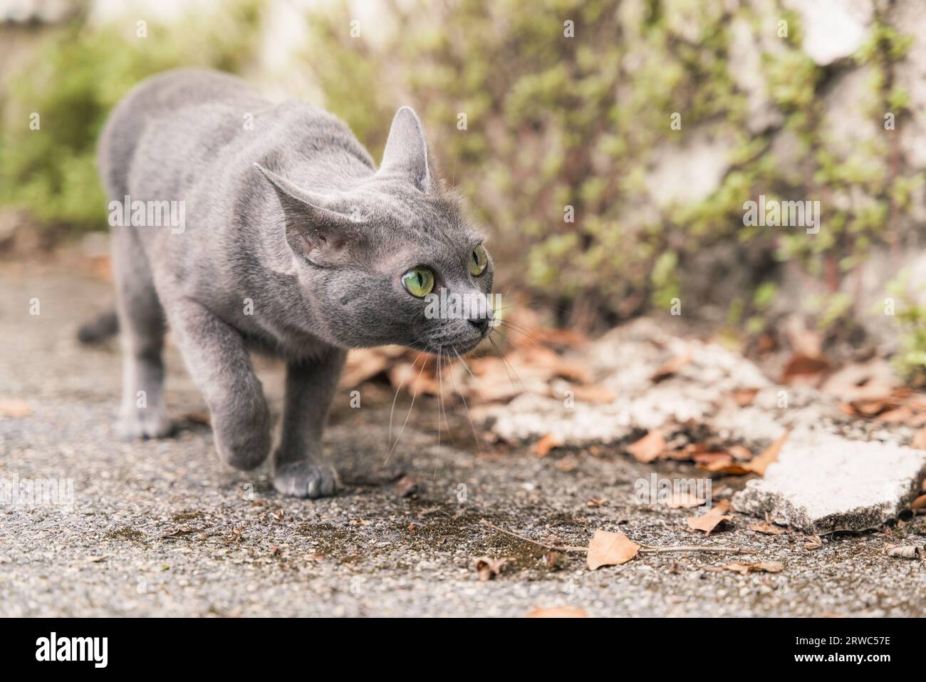 Grey cat korat breed walking and sneaking outdoor Stock Photo