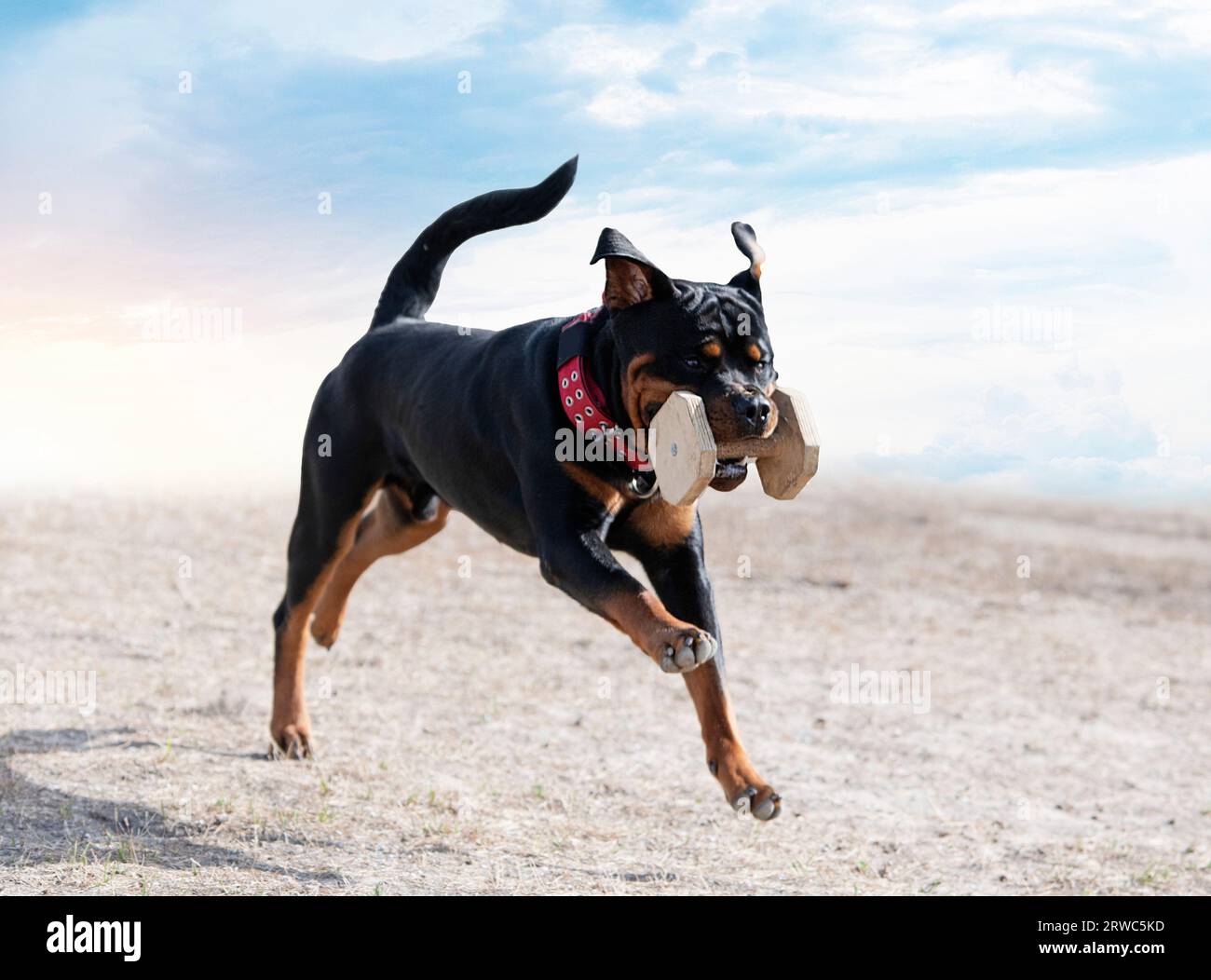 Rottweiler obedience 2025