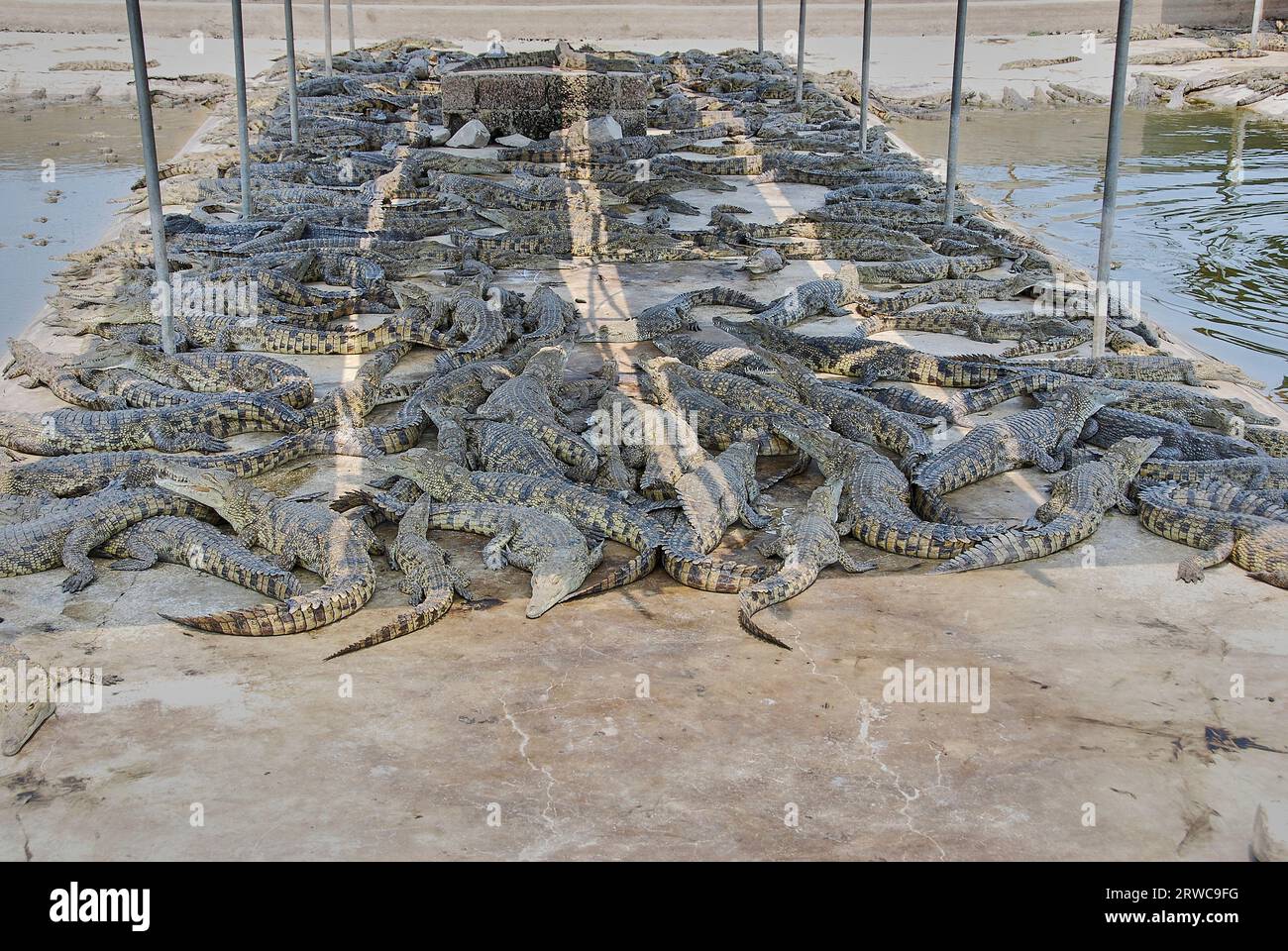 Feeding crocodiles on a crocodile farm. Crocodiles in the pond