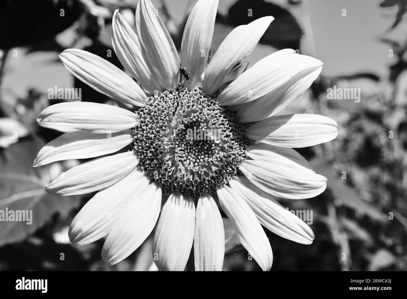 Sunflower field Black and White Stock Photos & Images - Alamy