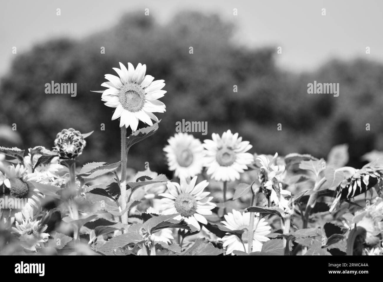 Black and white sunflower Black and White Stock Photos & Images - Alamy