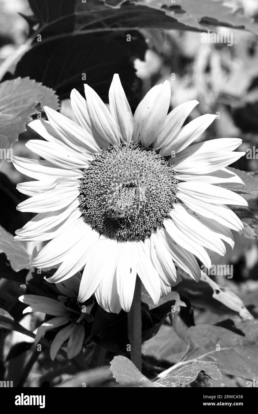 Sunflower field Black and White Stock Photos & Images - Alamy