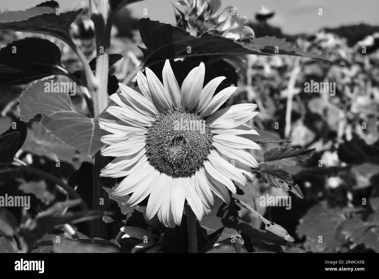 Sunflower field nature hi-res stock photography and images - Alamy