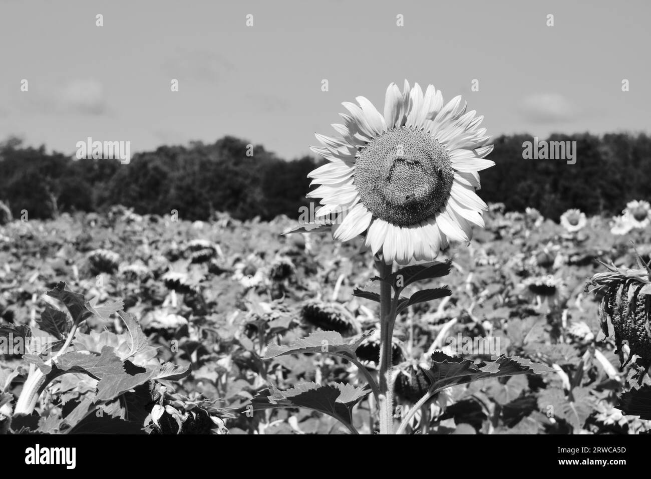 Sunflower field Black and White Stock Photos & Images - Alamy