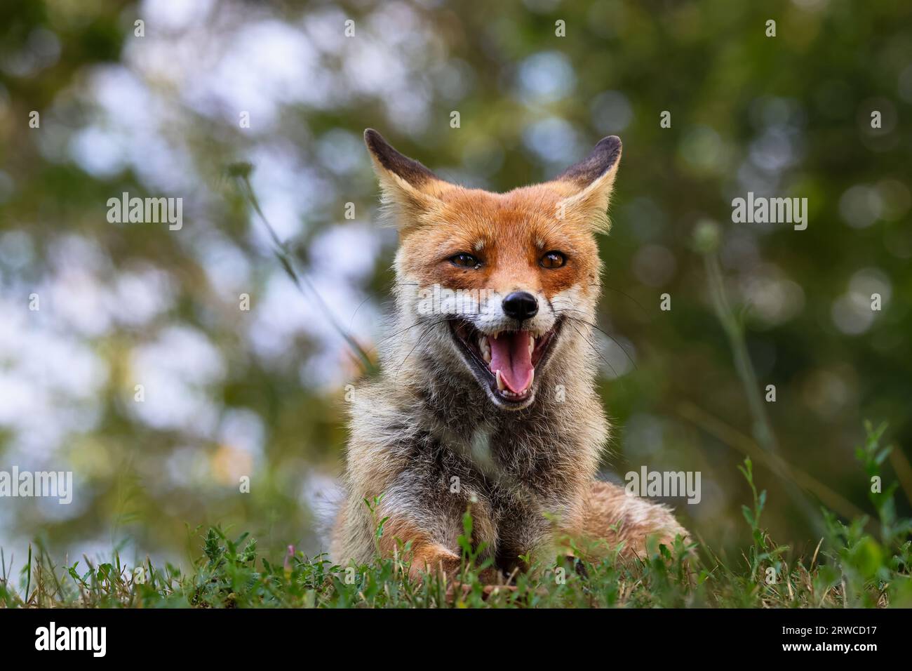 Red fox portrait autumn hi-res stock photography and images - Alamy