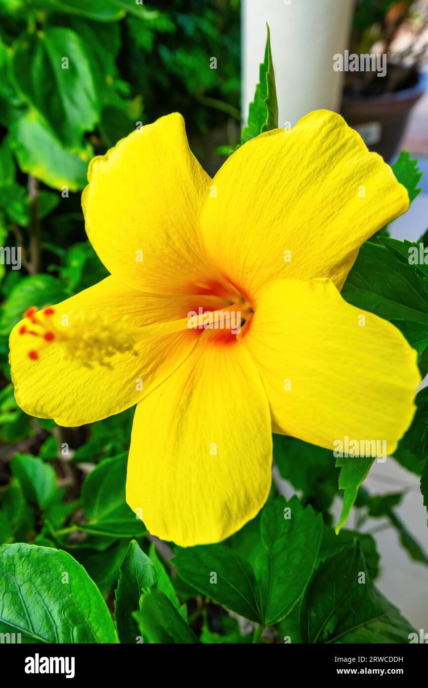 Hibiscus yellow flower hires stock photography and images Alamy