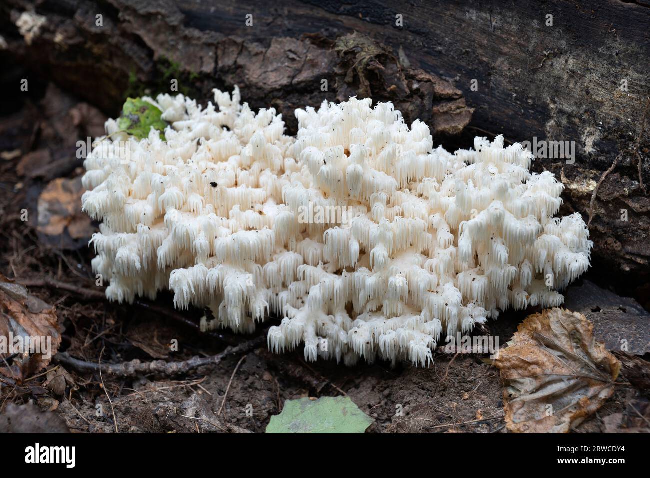 Edible mushrooms growing in the autumn forest. Herícium coralloídes. Stock Photo